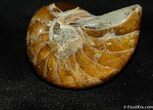 Inch Nautilus fossil from Madagascar #504-1